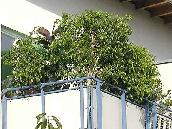 Balcony 09